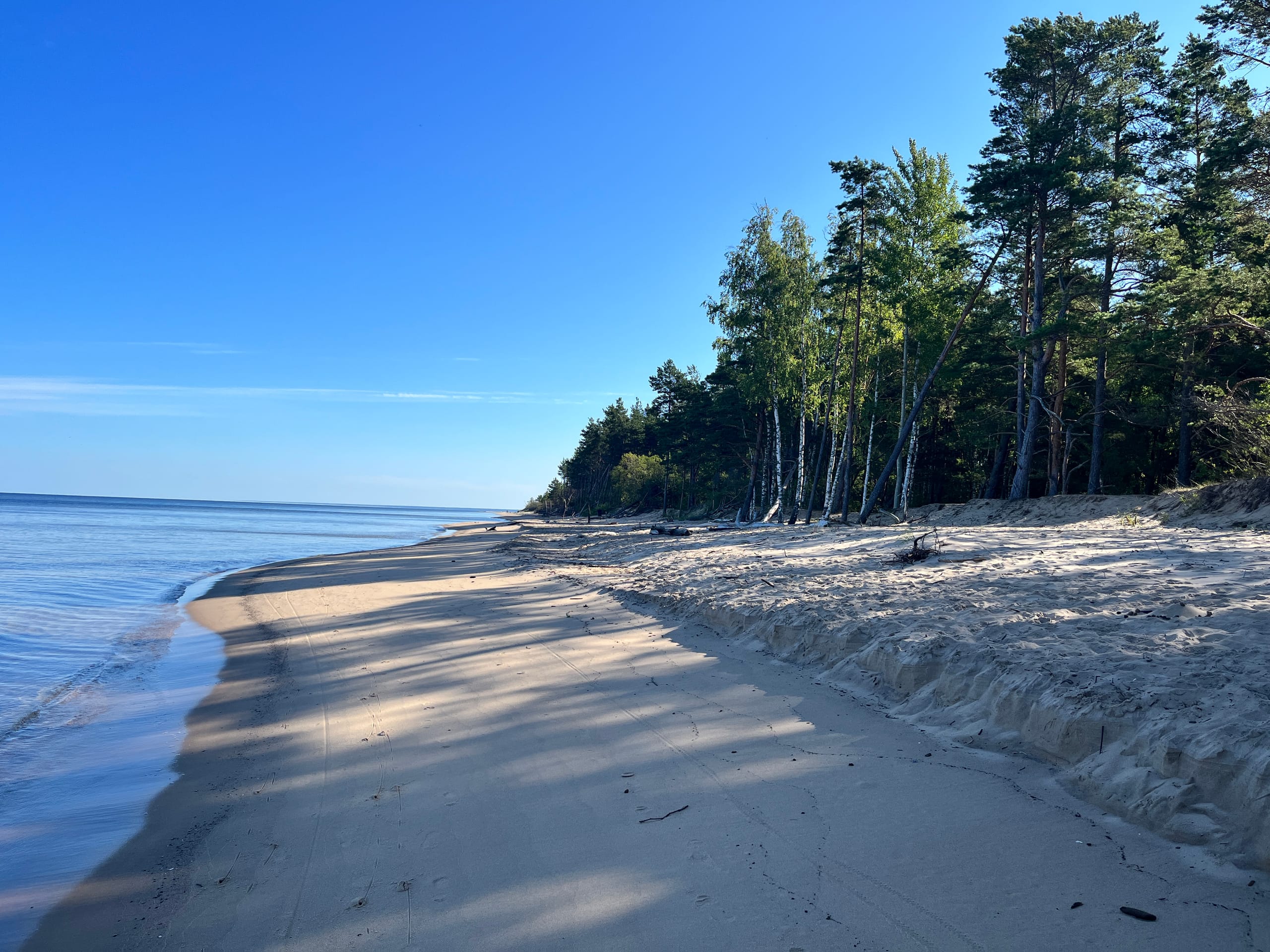 Where the Pine Forest Meets the Baltic
